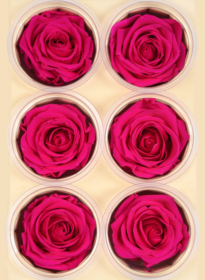 Preserved Sophisticated Magenta Rose, Set of 6 Decor Jamali-garden
