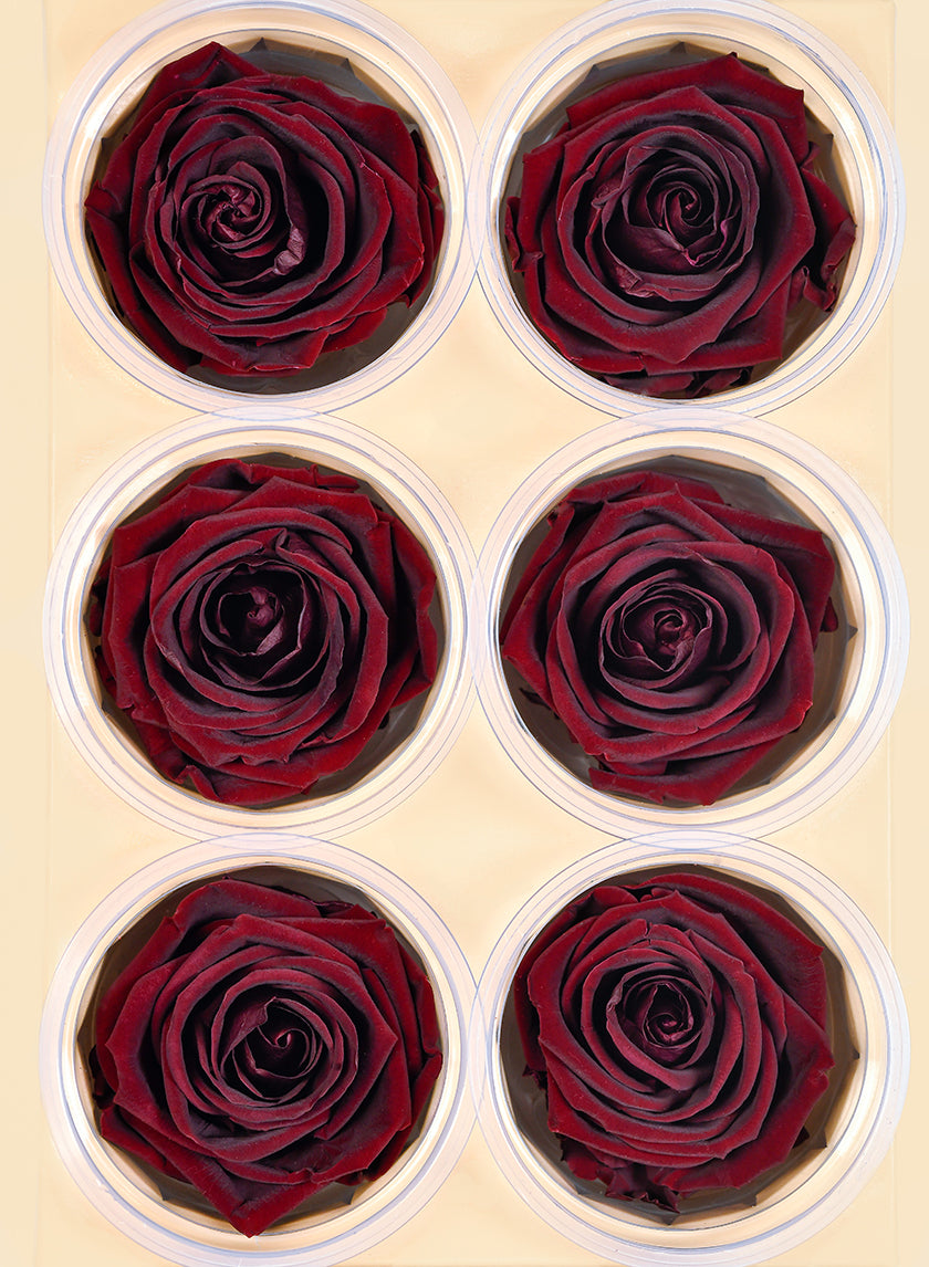 Preserved Burgundy Elegant Red Wine Rose, Set of 6 Decor Jamali-garden