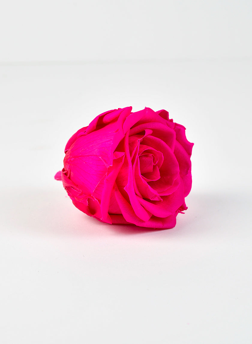 Preserved Sophisticated Magenta Rose, Set of 6 Decor Jamali-garden