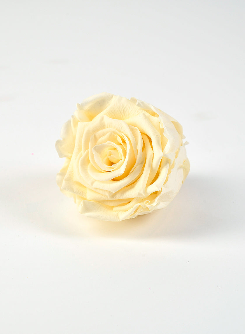 Preserved Cream Rose, Set of 6 Decor Jamali-garden