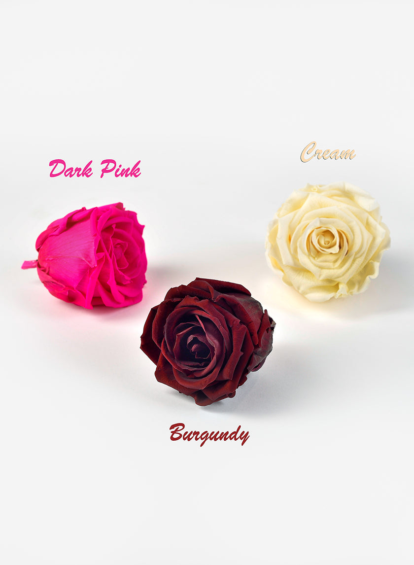 Preserved Cream Rose, Set of 6 Decor Jamali-garden