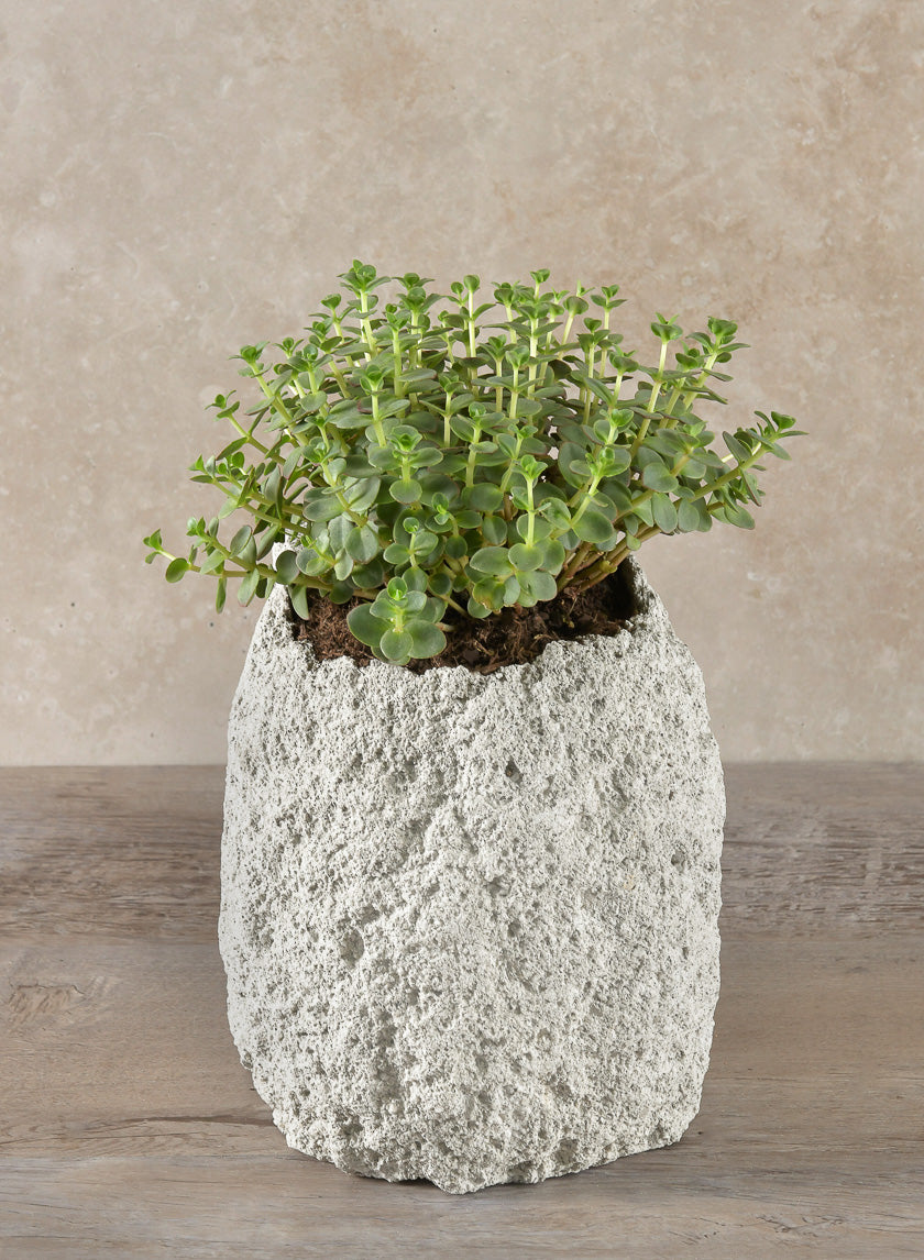 6.5in Tall Lava Rock Vase Decor Jamali-garden