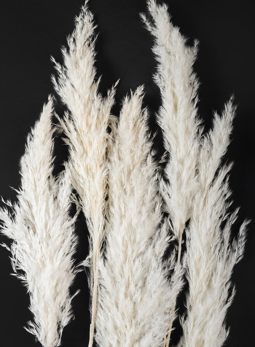30in Long Bleached Pampas Grass Bunch Decor Jamali-garden