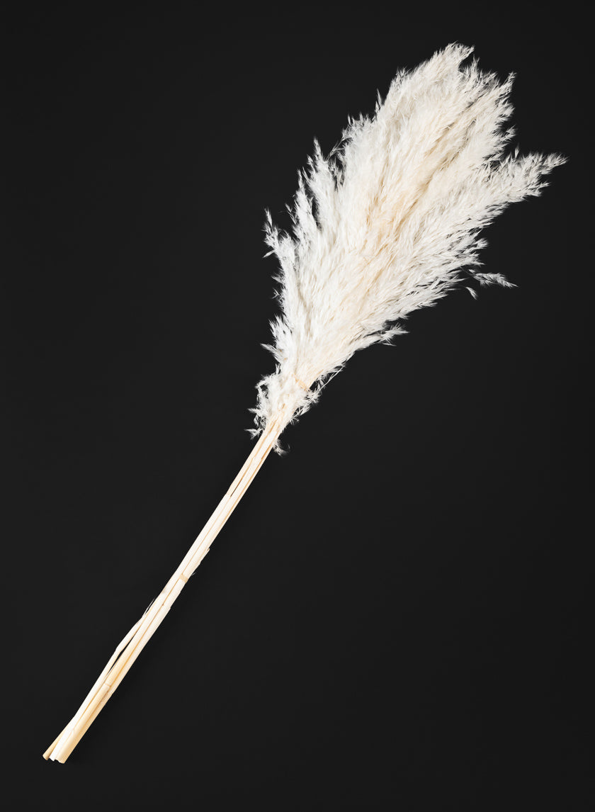 30in Long Bleached Pampas Grass Bunch Decor Jamali-garden