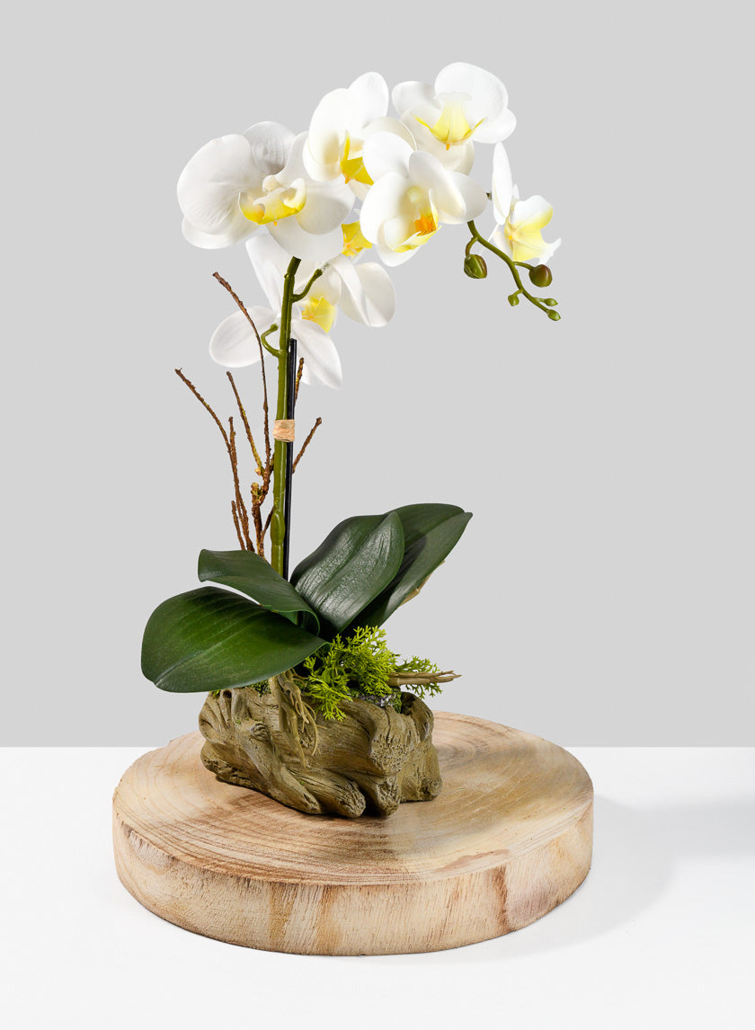 10in Wide Paulownia Wood Trunk Slice Decor Jamali-garden