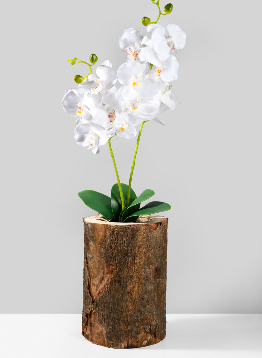 12in Tall Paulownia Wood Tree Trunk Vase Decor Jamali-garden