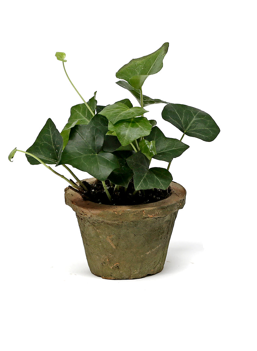 Mossed Redstone Standard Clay Pots Decor Jamali-garden