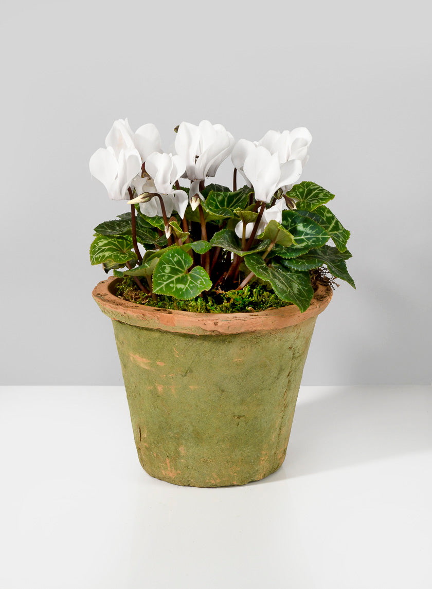 Mossed Redstone Standard Clay Pots Decor Jamali-garden