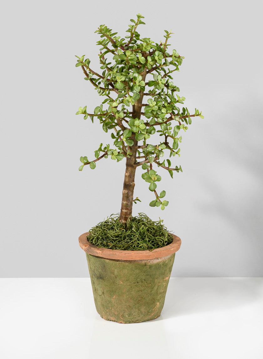 Mossed Redstone Standard Clay Pots Decor Jamali-garden