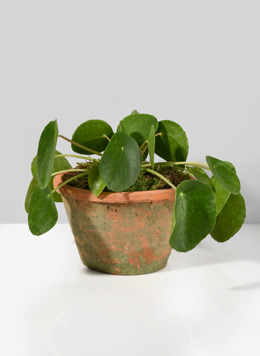 Mossed Redstone Standard Clay Pots Decor Jamali-garden