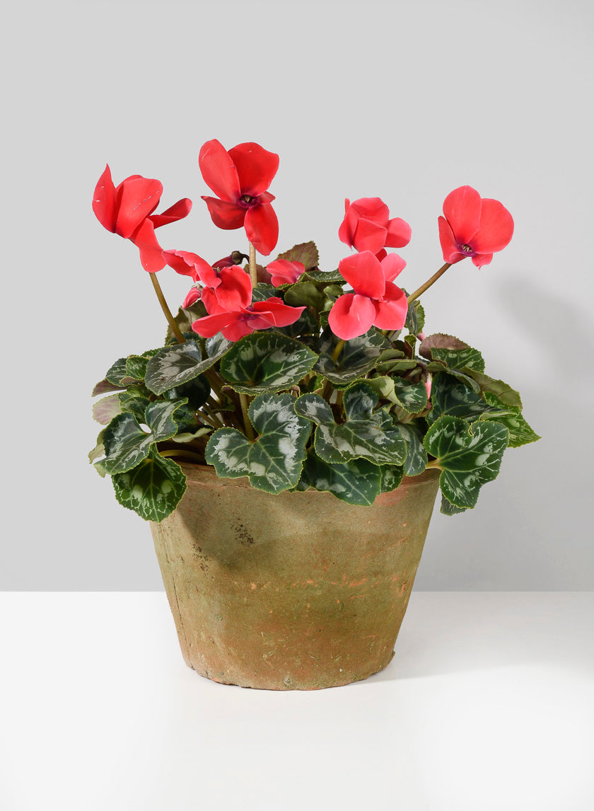 Mossed Redstone Standard Clay Pots Decor Jamali-garden
