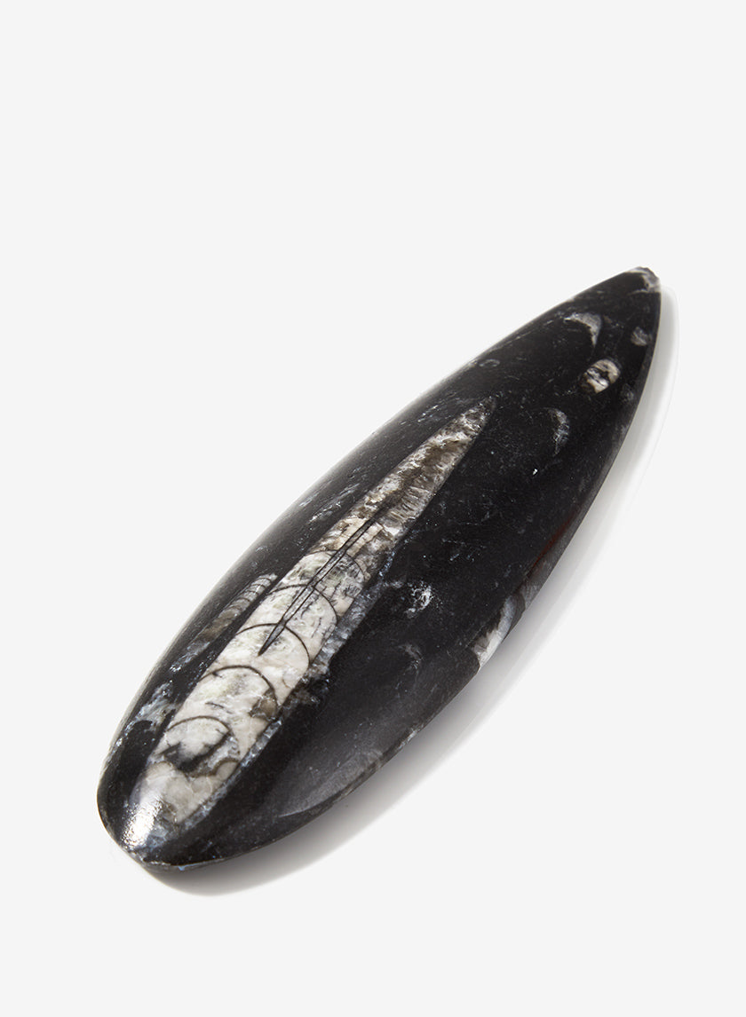 Orthoceres Shell Decor Jamali-garden