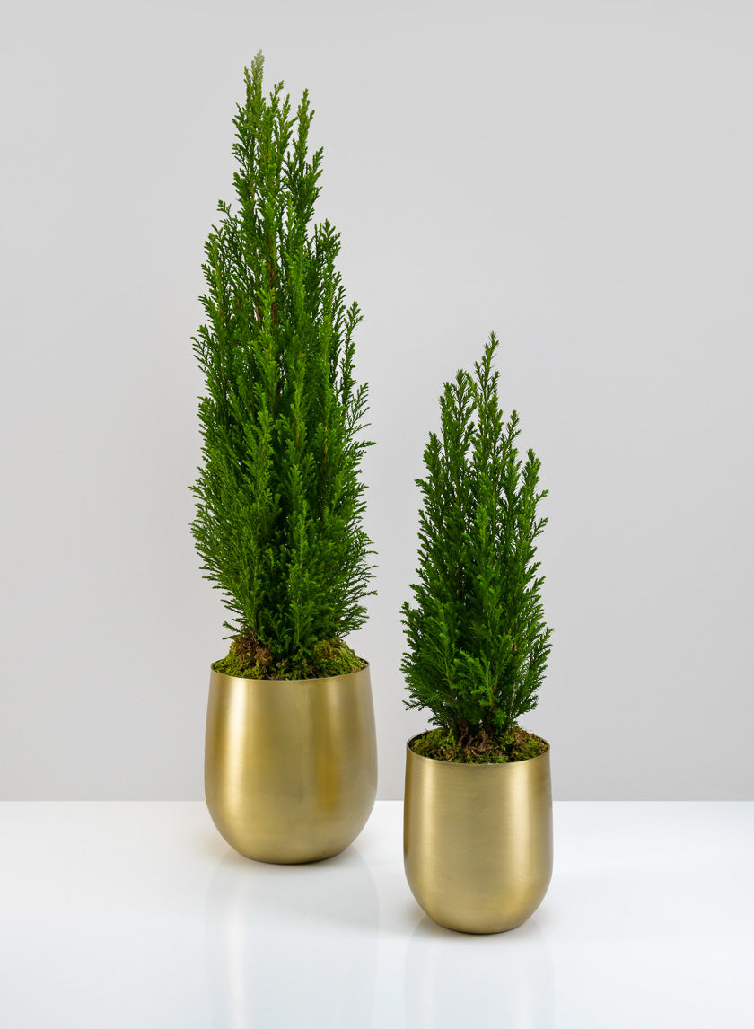 Ragha Brass Look Aluminum Pot Decor Jamali-garden