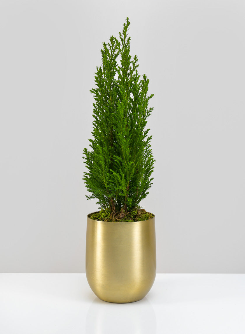 Ragha Brass Look Aluminum Pot Decor Jamali-garden