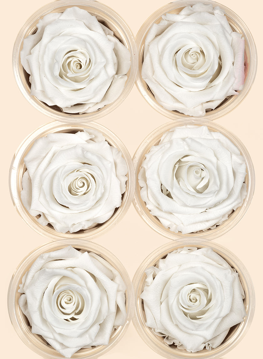 Preserved Angelical White Rose, Set of 6 Decor Jamali-garden