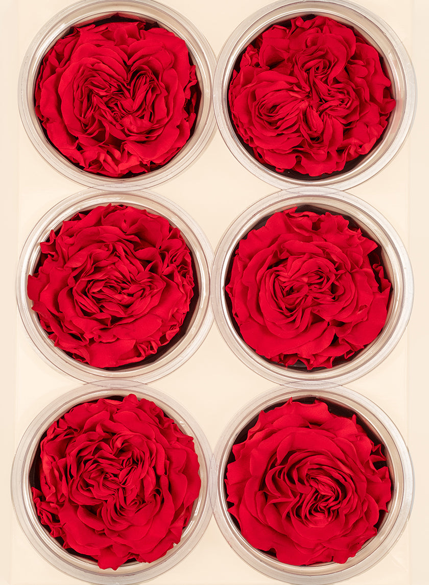 Preserved Red Garden Rose, Set of 6 Decor Jamali-garden