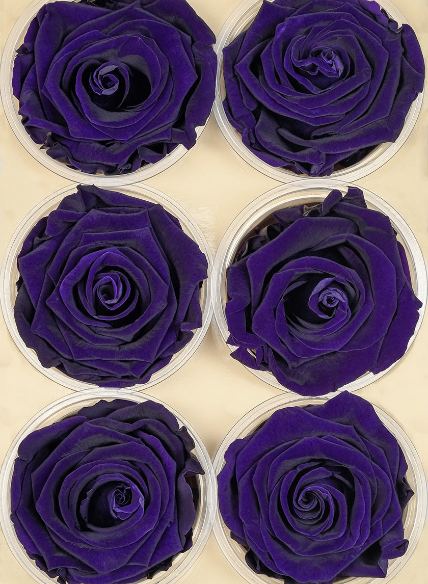 Preserved Purple Roses, Set of 6 Decor Jamali-garden