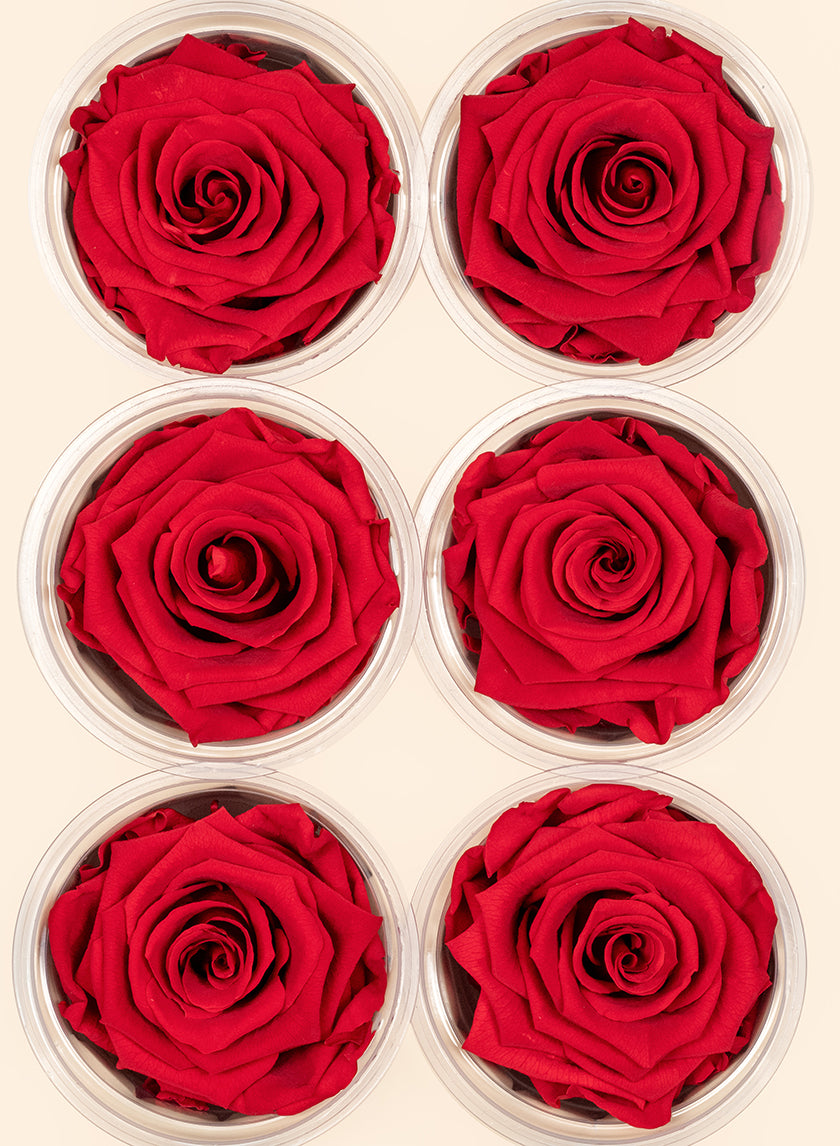 Preserved Passionate Red Rose, Set of 6 Decor Jamali-garden