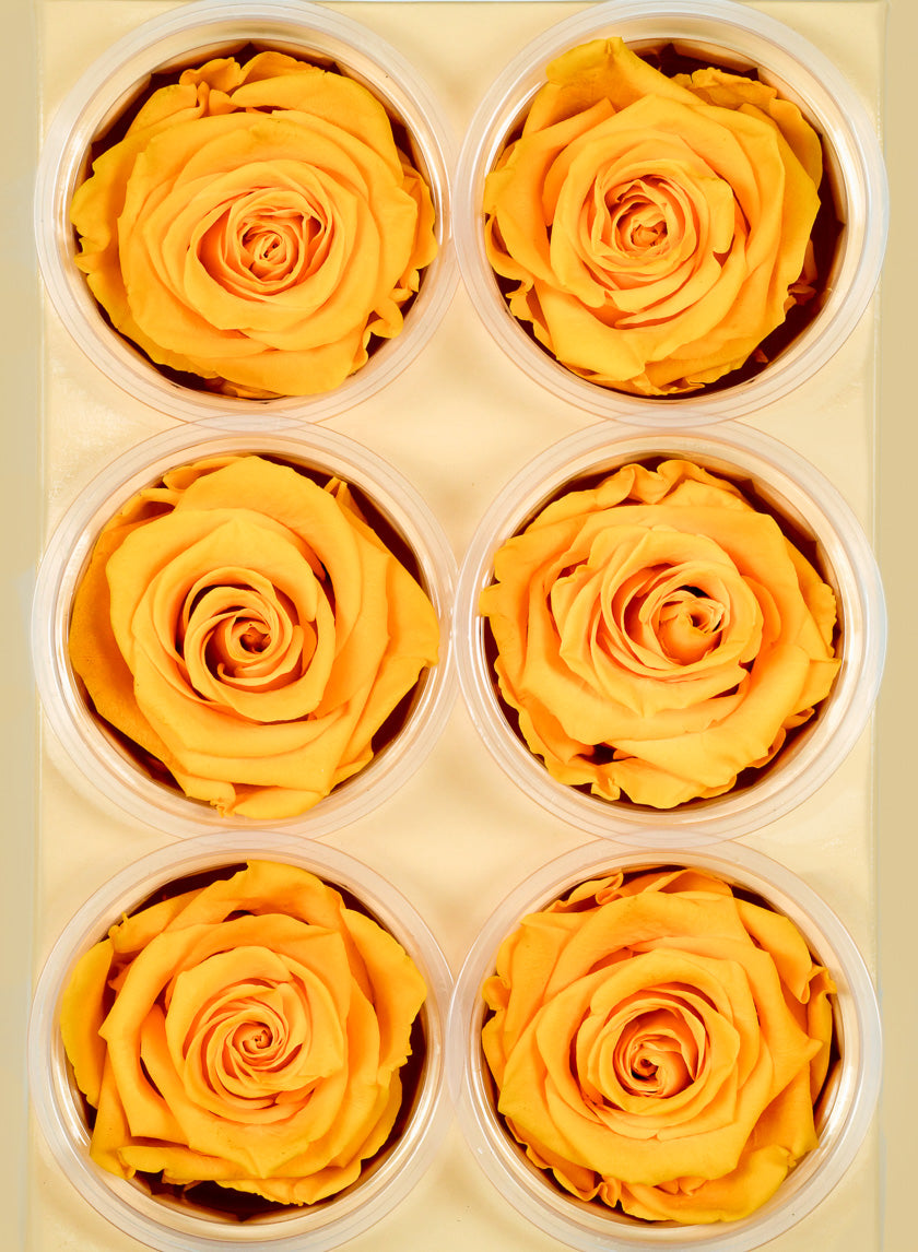 Preserved Gracious Yellow Rose, Set of 6 Decor Jamali-garden