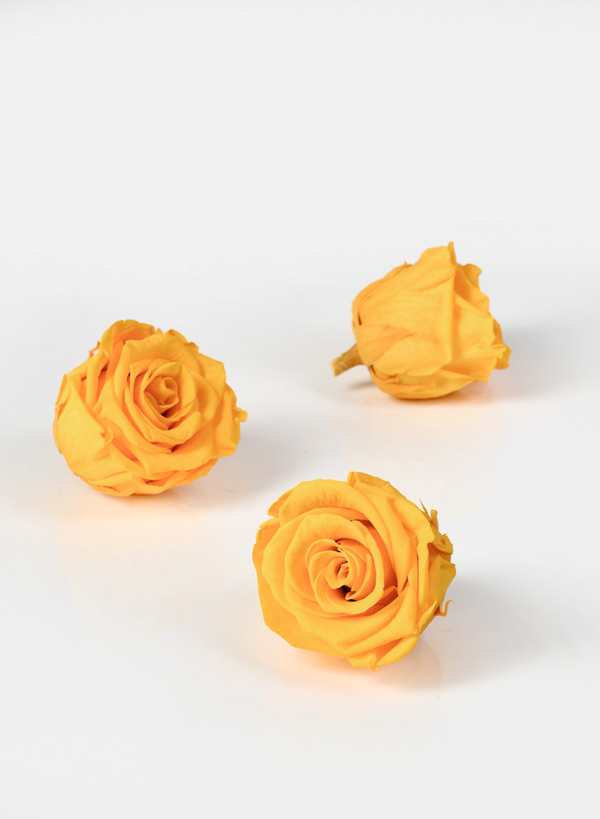 Preserved Gracious Yellow Rose, Set of 6 Decor Jamali-garden