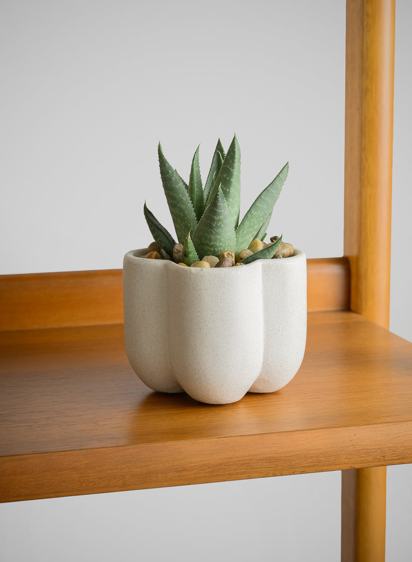 3.25in Tall Sand White Freya Ceramic Cachepot, Set of 4 Decor Jamali-garden