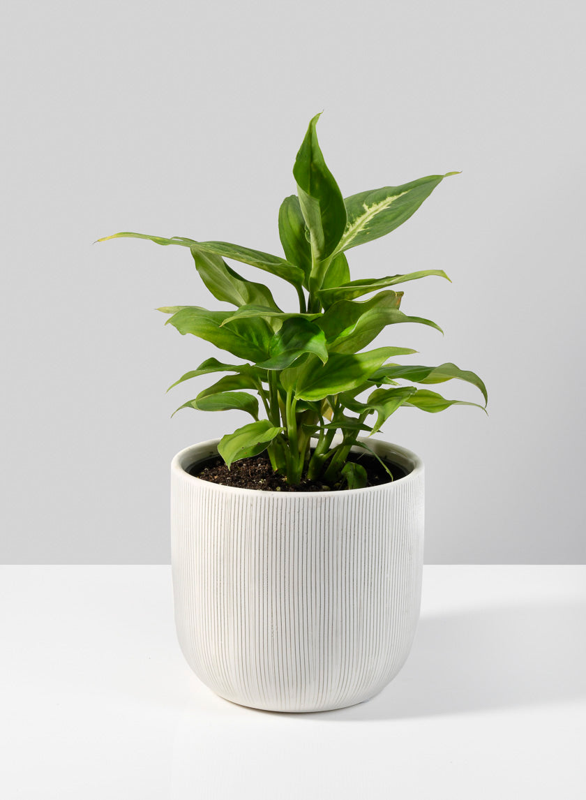 4in Tall Stripe Relief Ceramic Vase Decor Jamali-garden