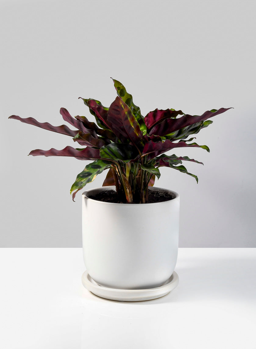 4.5in Tall Marble Aeon Ceramic Pot &amp; Saucer Decor Jamali-garden