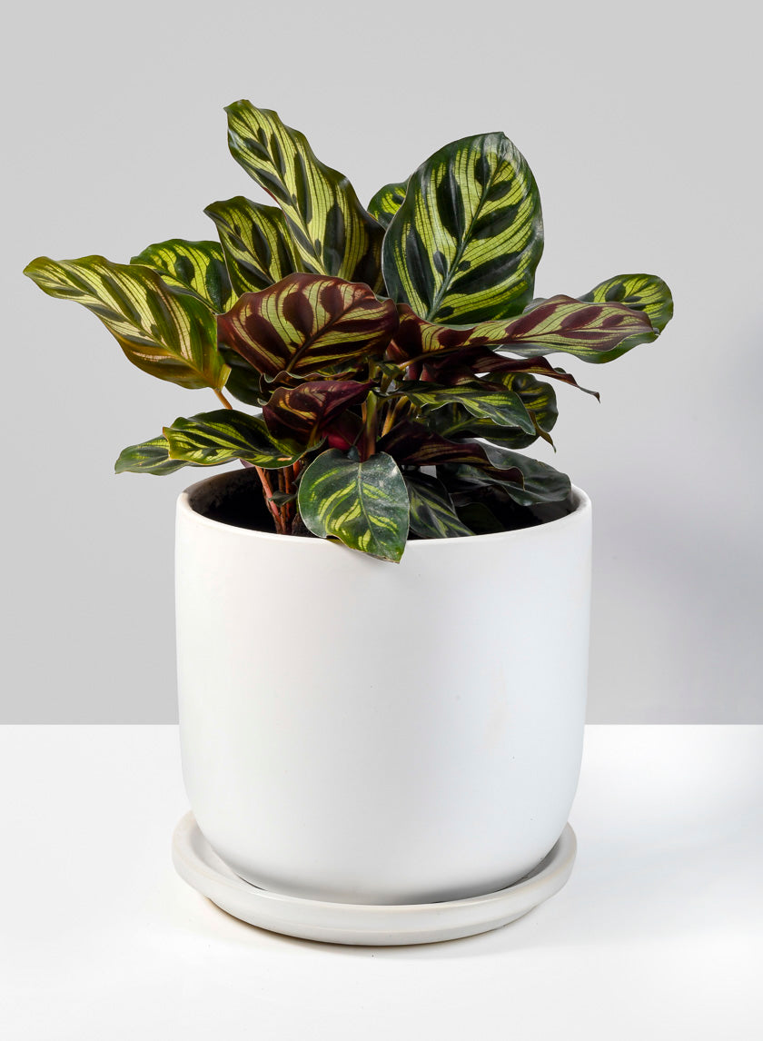 5.75in Tall Marble Aeon Ceramic Pot &amp; Saucer Decor Jamali-garden
