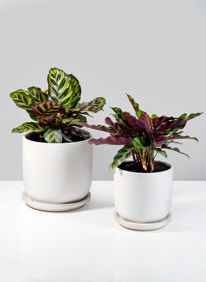 5.75in Tall Marble Aeon Ceramic Pot &amp; Saucer Decor Jamali-garden