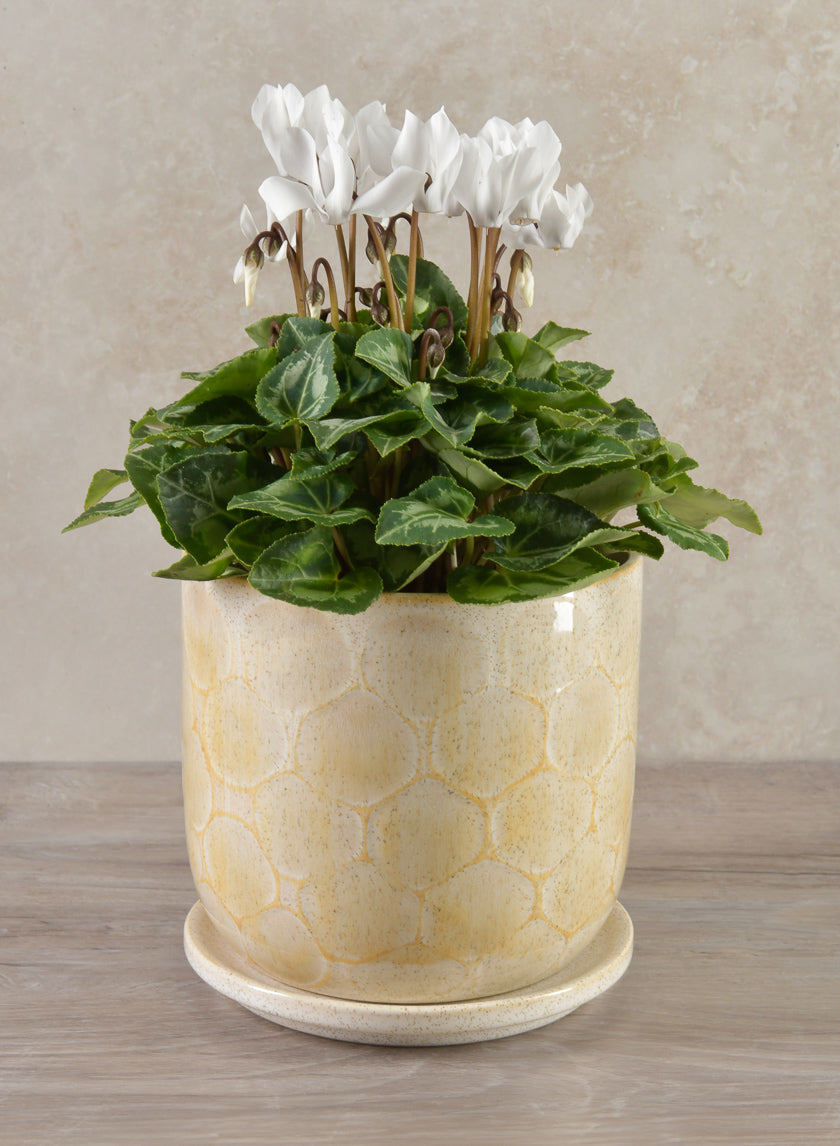 6in Tall Safaga Pot with Saucer Decor Jamali-garden