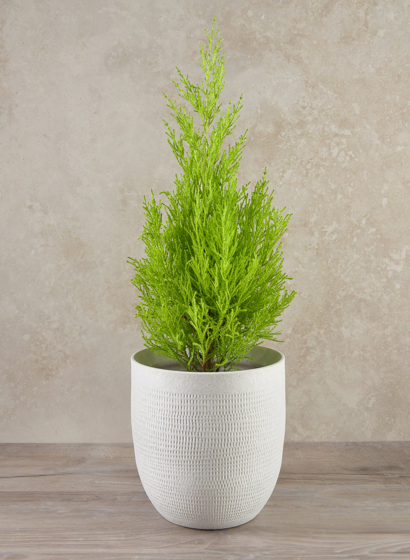 7in Tall Santorini Sand White Cachepot Decor Jamali-garden