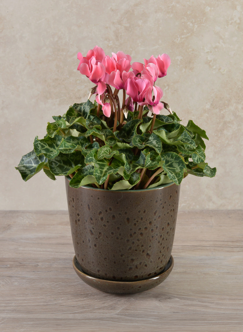 Cobra Black Dotted Green Pot Decor Jamali-garden