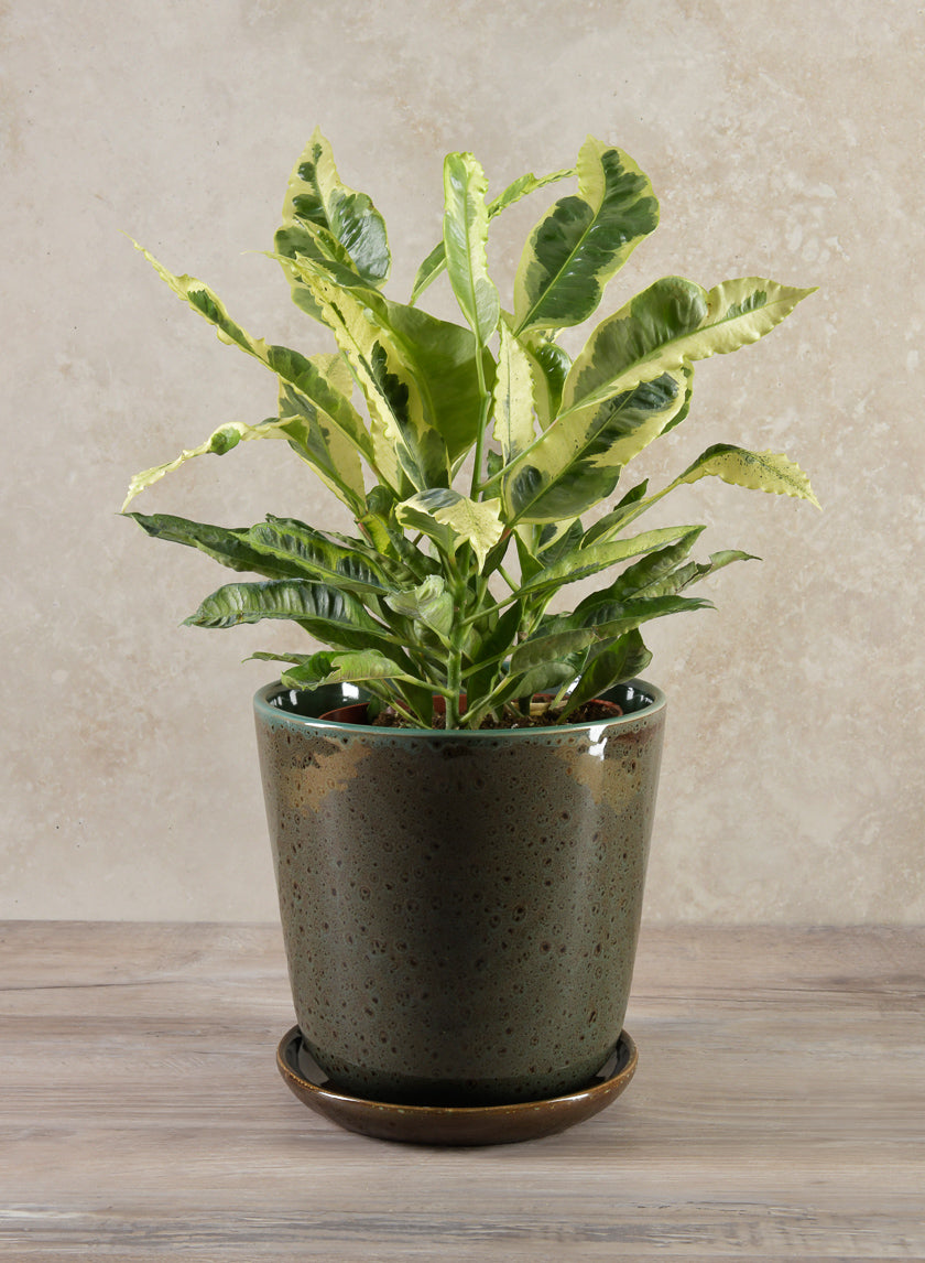 Cobra Black Dotted Green Pot Decor Jamali-garden