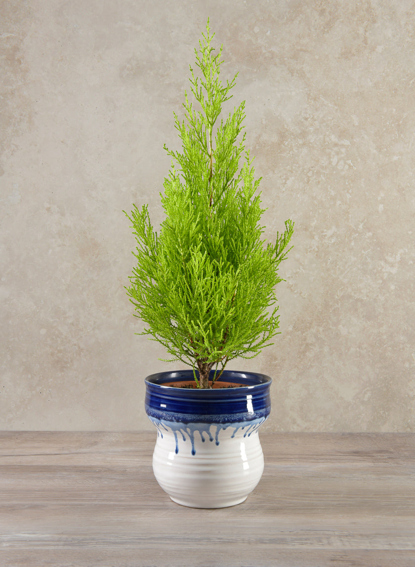 5.5in Tall Harami Running Blue Pot Decor Jamali-garden