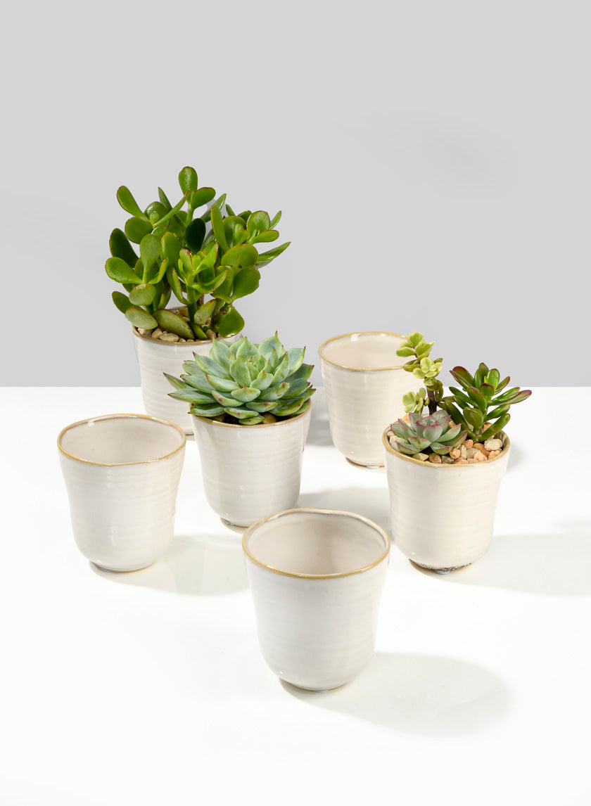 3.5in Tall White Ceramic Ripple Pot Decor Jamali-garden