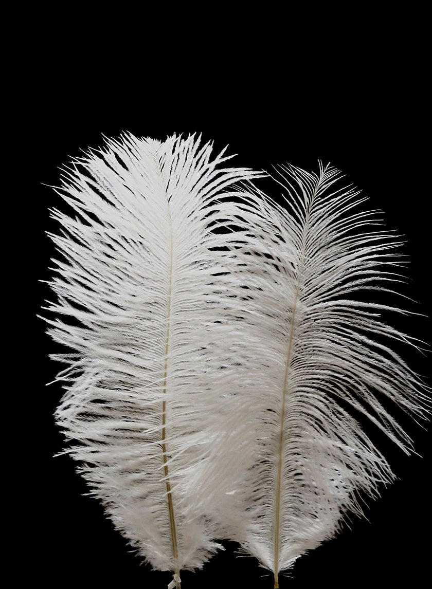 6 - 8in White Mini Ostrich Feather Decor Jamali-garden