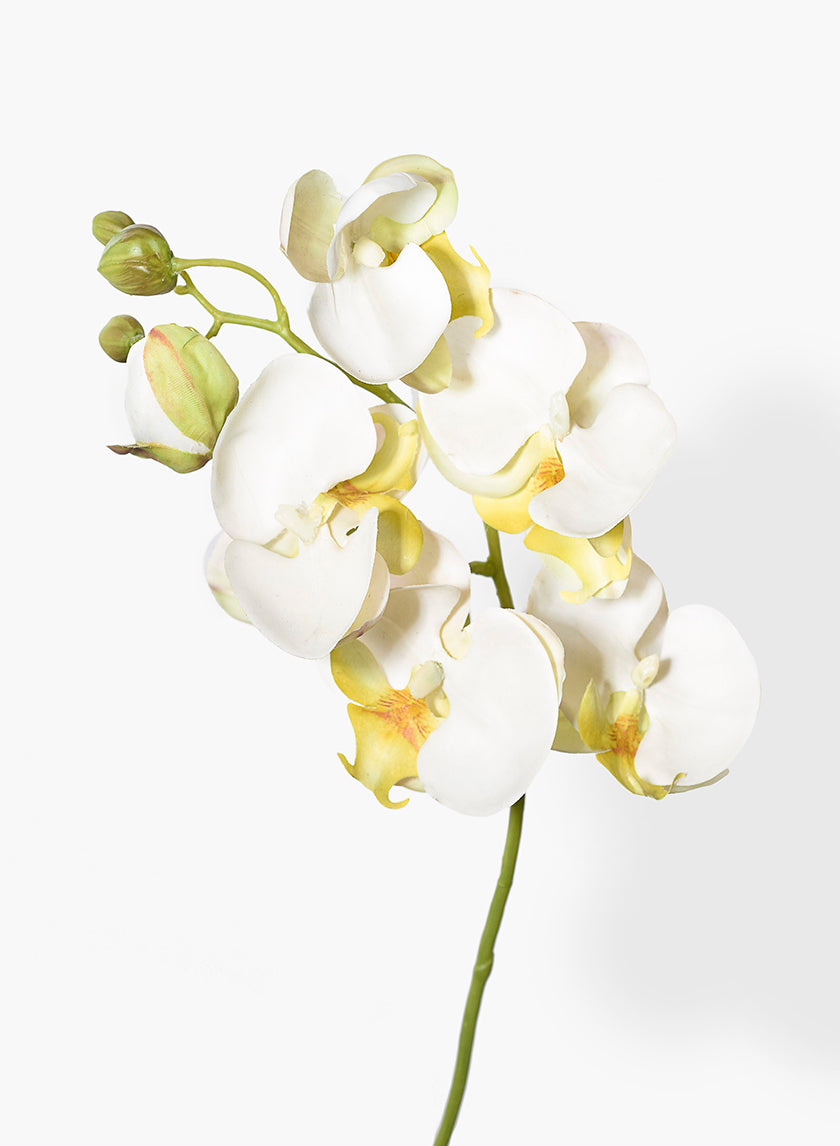 20in Long White Phalaenopsis Decor Jamali-garden