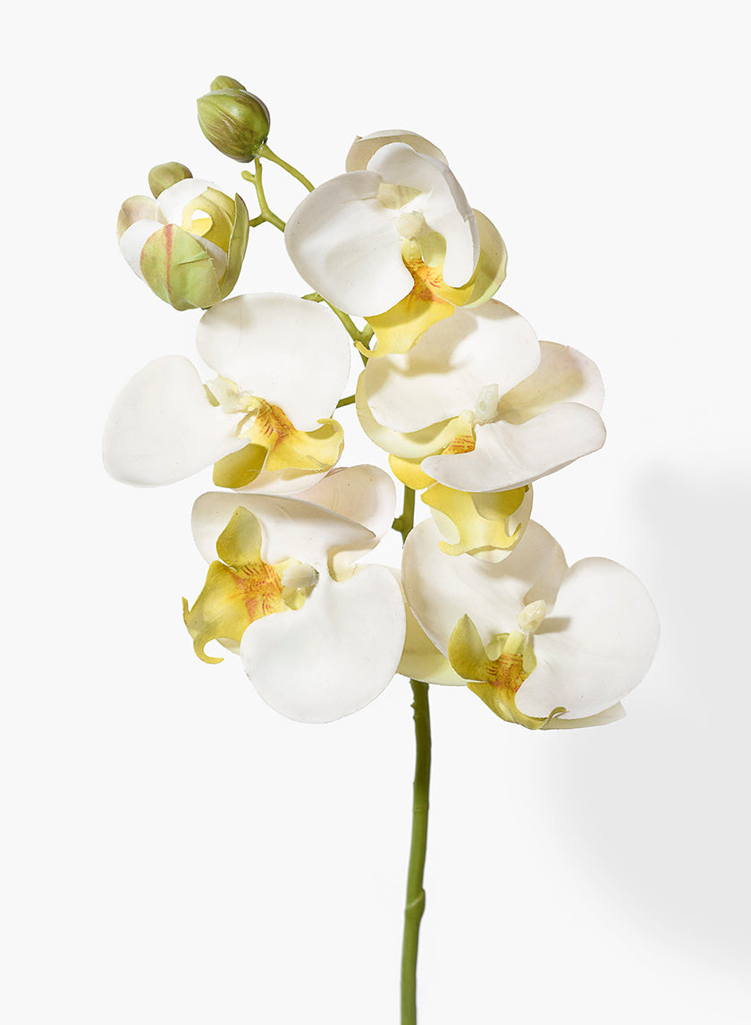 20in Long White Phalaenopsis Decor Jamali-garden