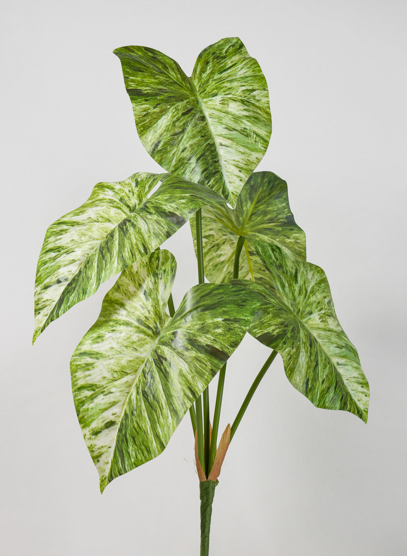24in Long 5 Leaf Variegated Caladium Stem Decor Jamali-garden
