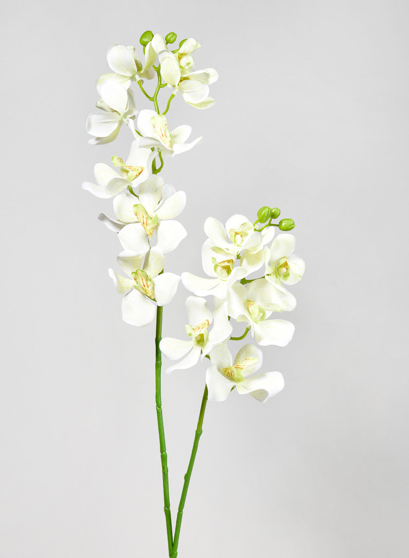 33in Long Green Double Orchid Stem Decor Jamali-garden