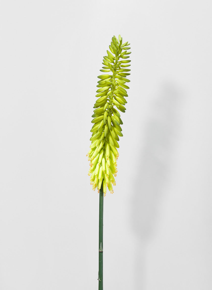 34in Long Cape Aloe Flower, Green Decor Jamali-garden