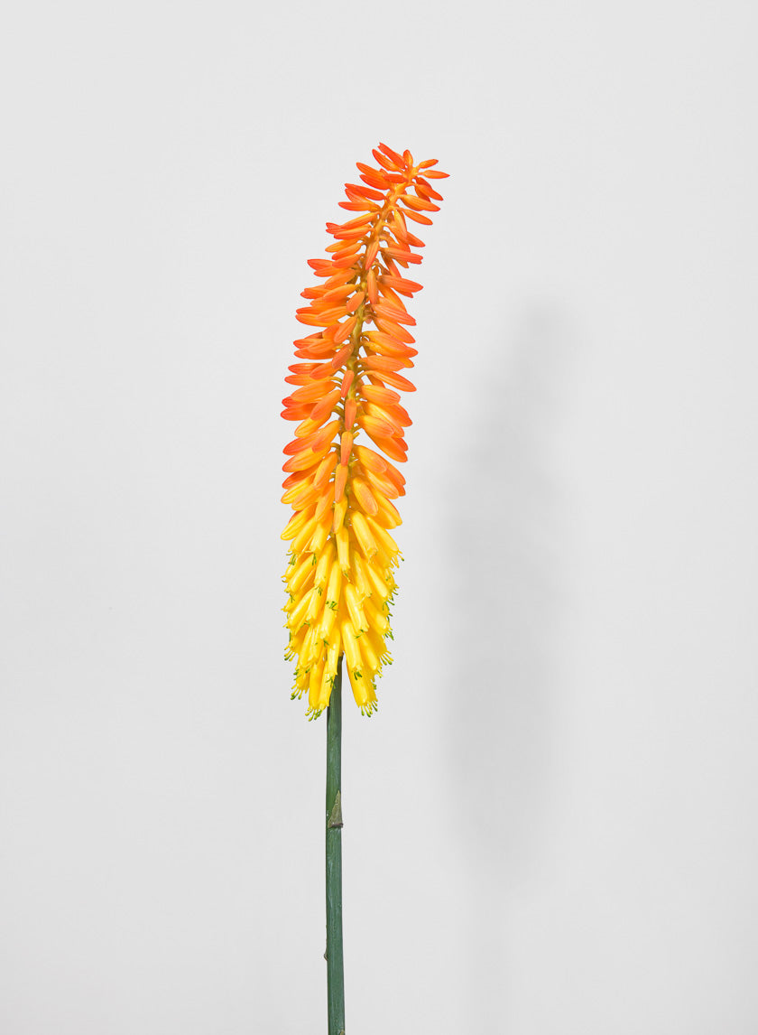 34in Long Cape Aloe Flower, Orange Decor Jamali-garden