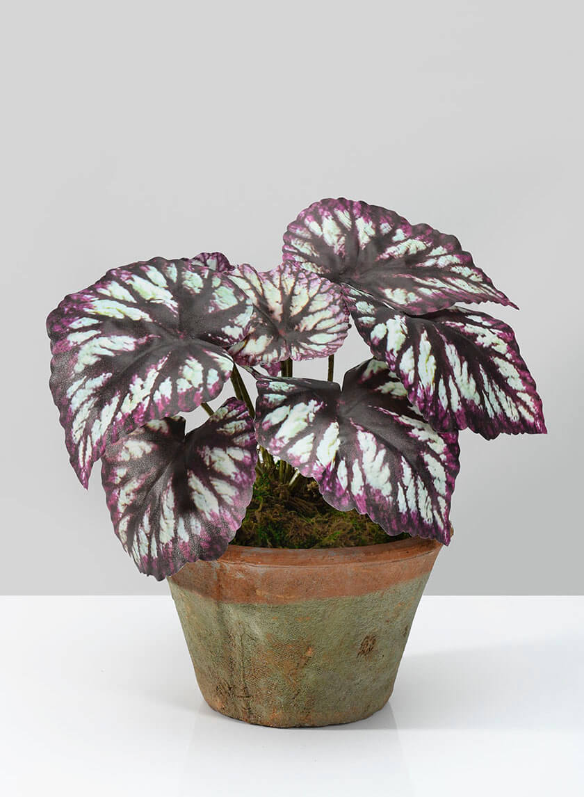 13in Tall Potted Begonia Cathayana Decor Jamali-garden