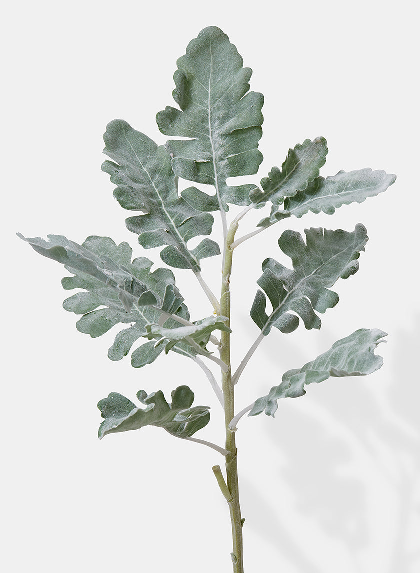 21in Long Dusty Miller Spray Decor Jamali-garden