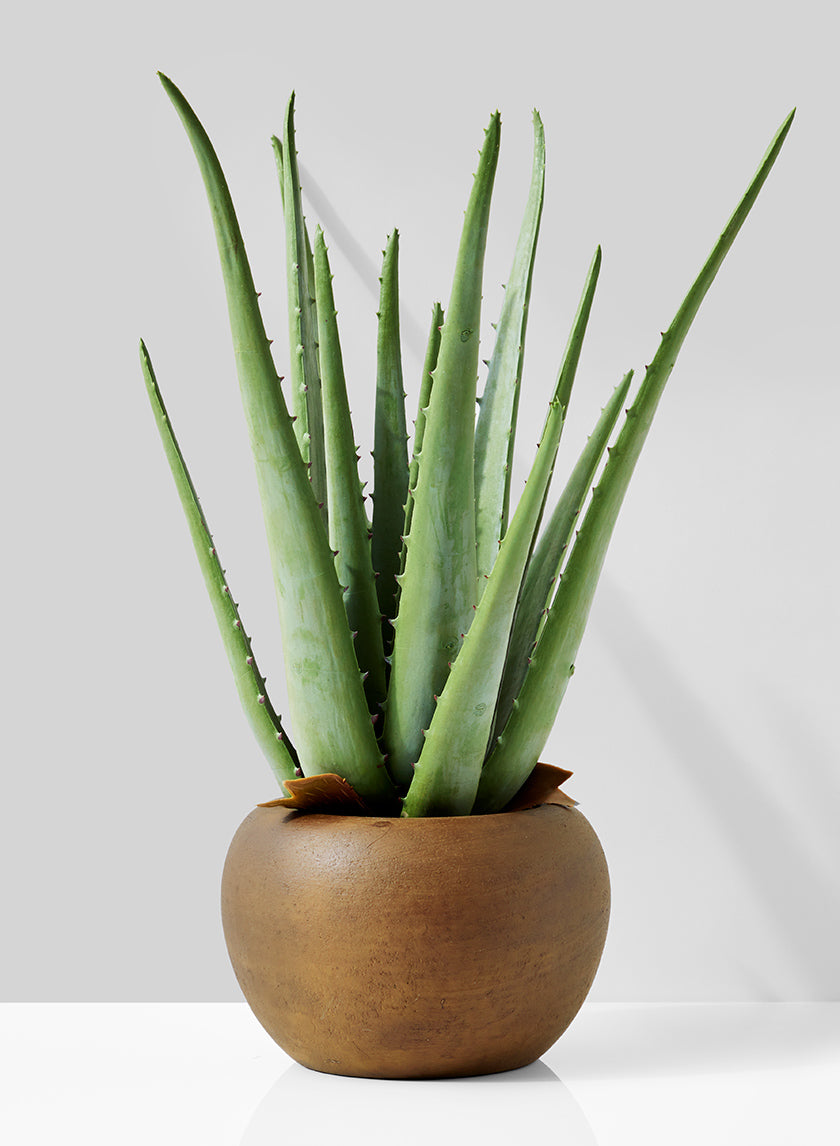 13.5in Tall Aloe In Brown Pot Decor Jamali-garden