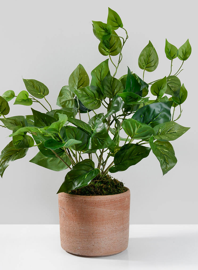 16.5in Tall Potted Pothos Decor Jamali-garden