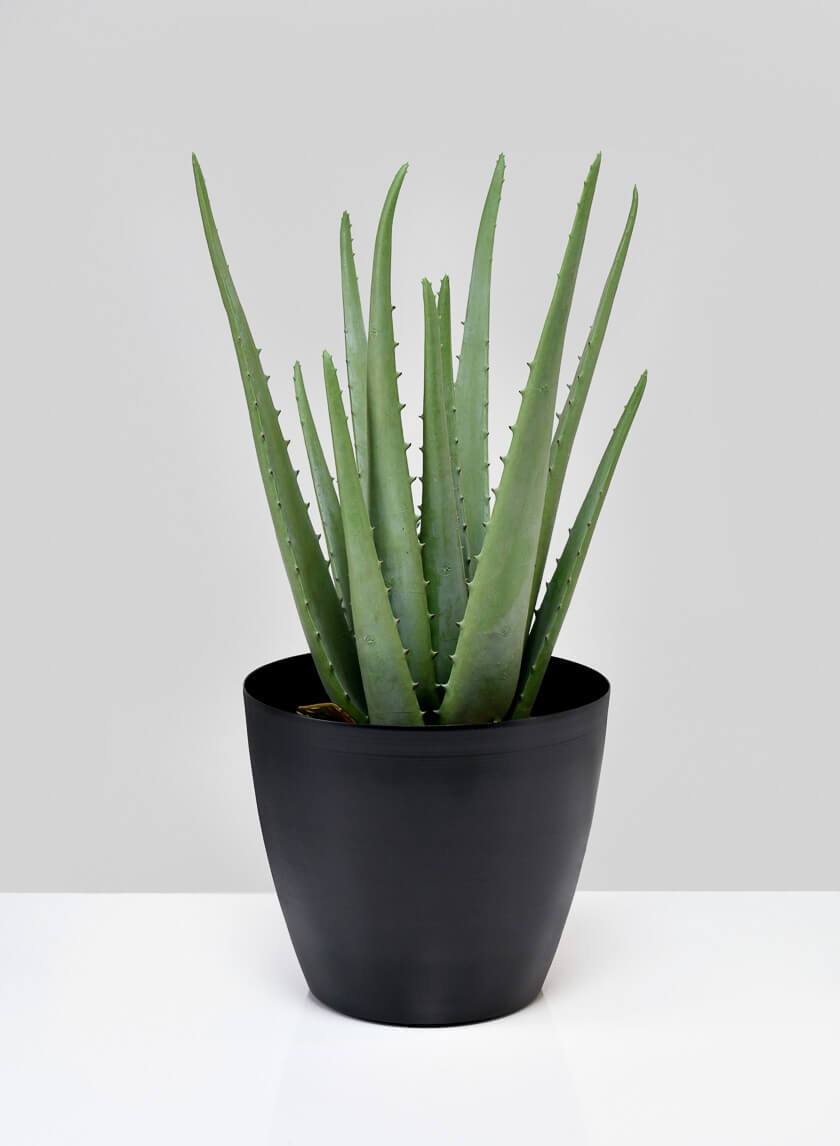 5.5in Tall Black Elegance Cachepot, Set of 2 Decor Jamali-garden
