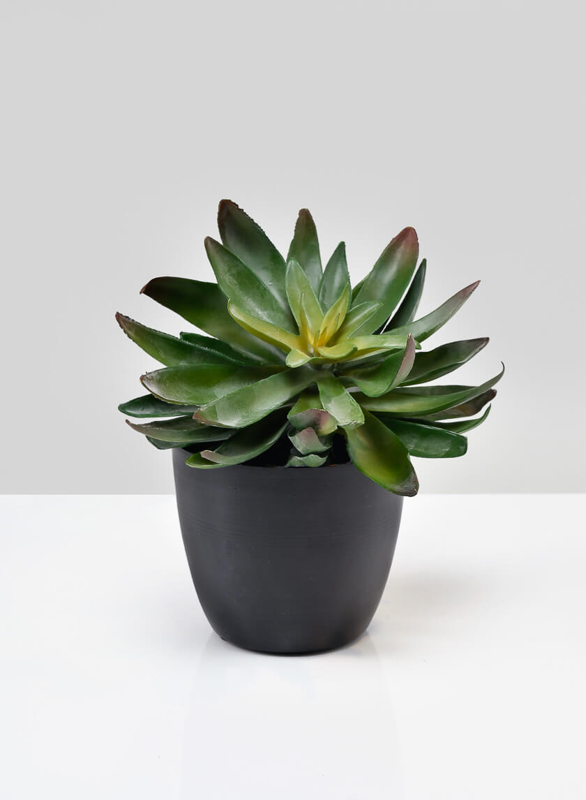 3.5in Tall Black Elegance Cachepot, Set of 4 Decor Jamali-garden