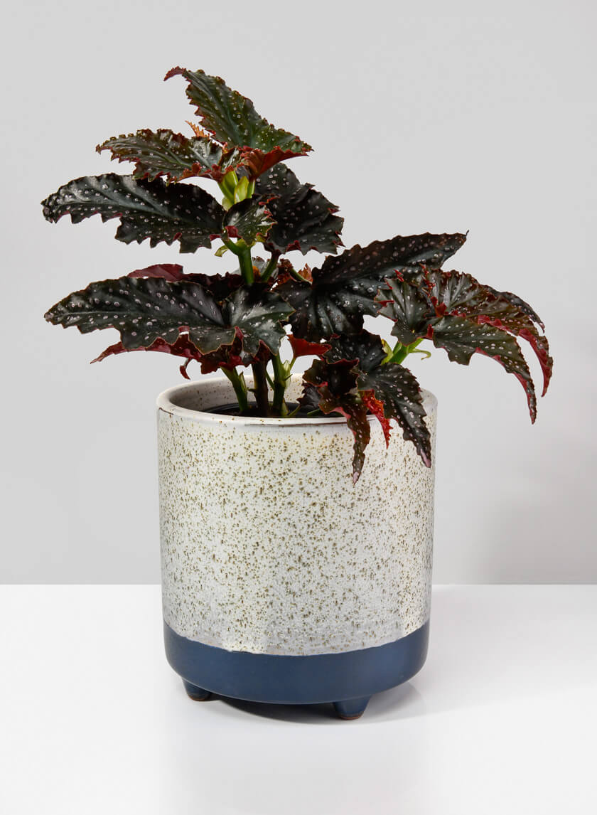 Ground Java Planter Decor Jamali-garden