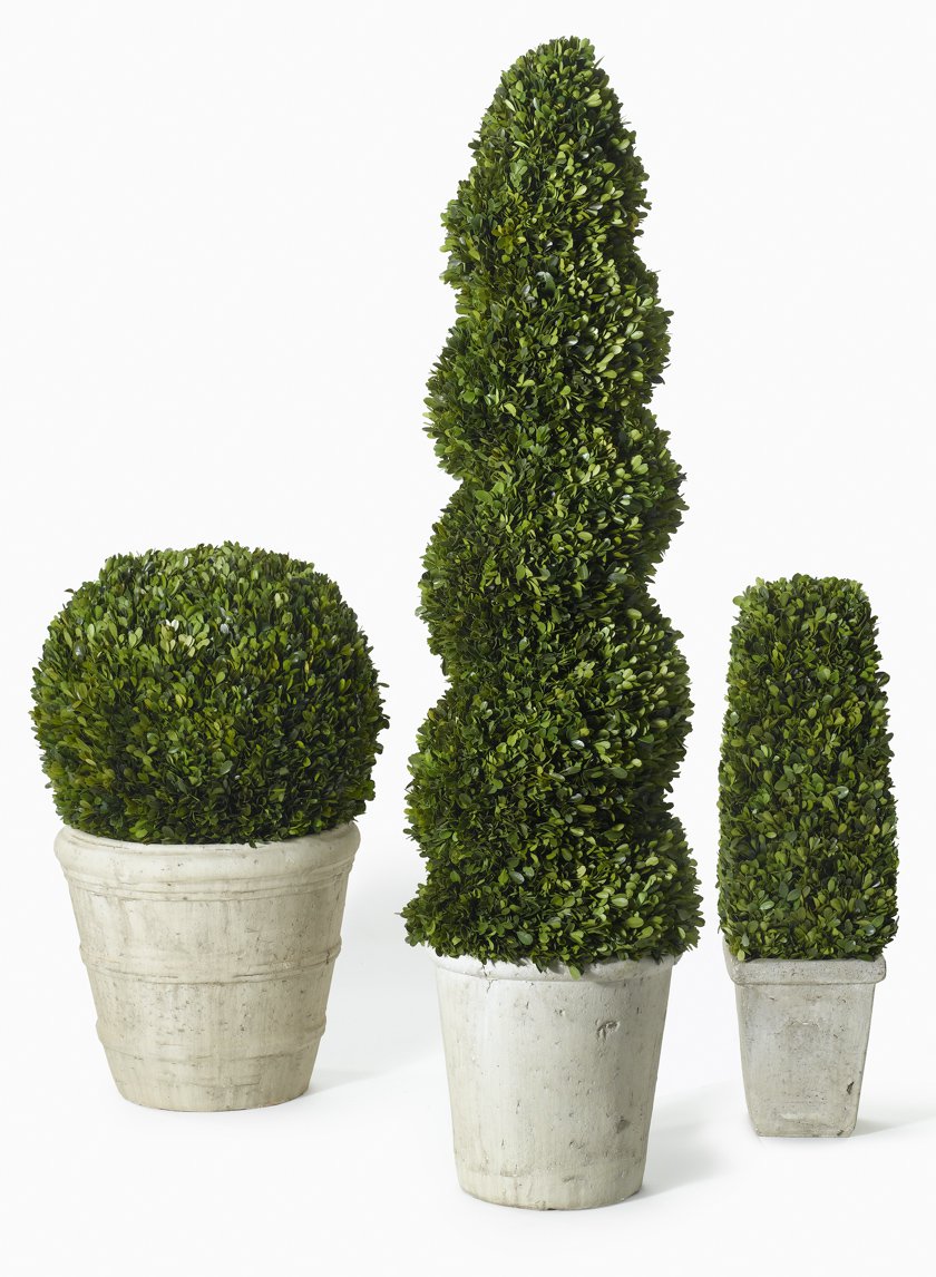 51in Long Spiral Boxwood Topiary in Pot Decor Jamali-garden